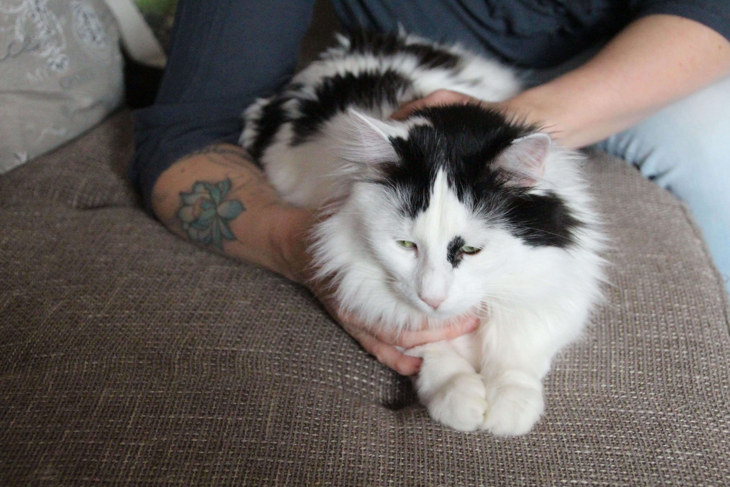 Heilströmen: Nicole bei einer Heilström-Anwendung bei einer Katze