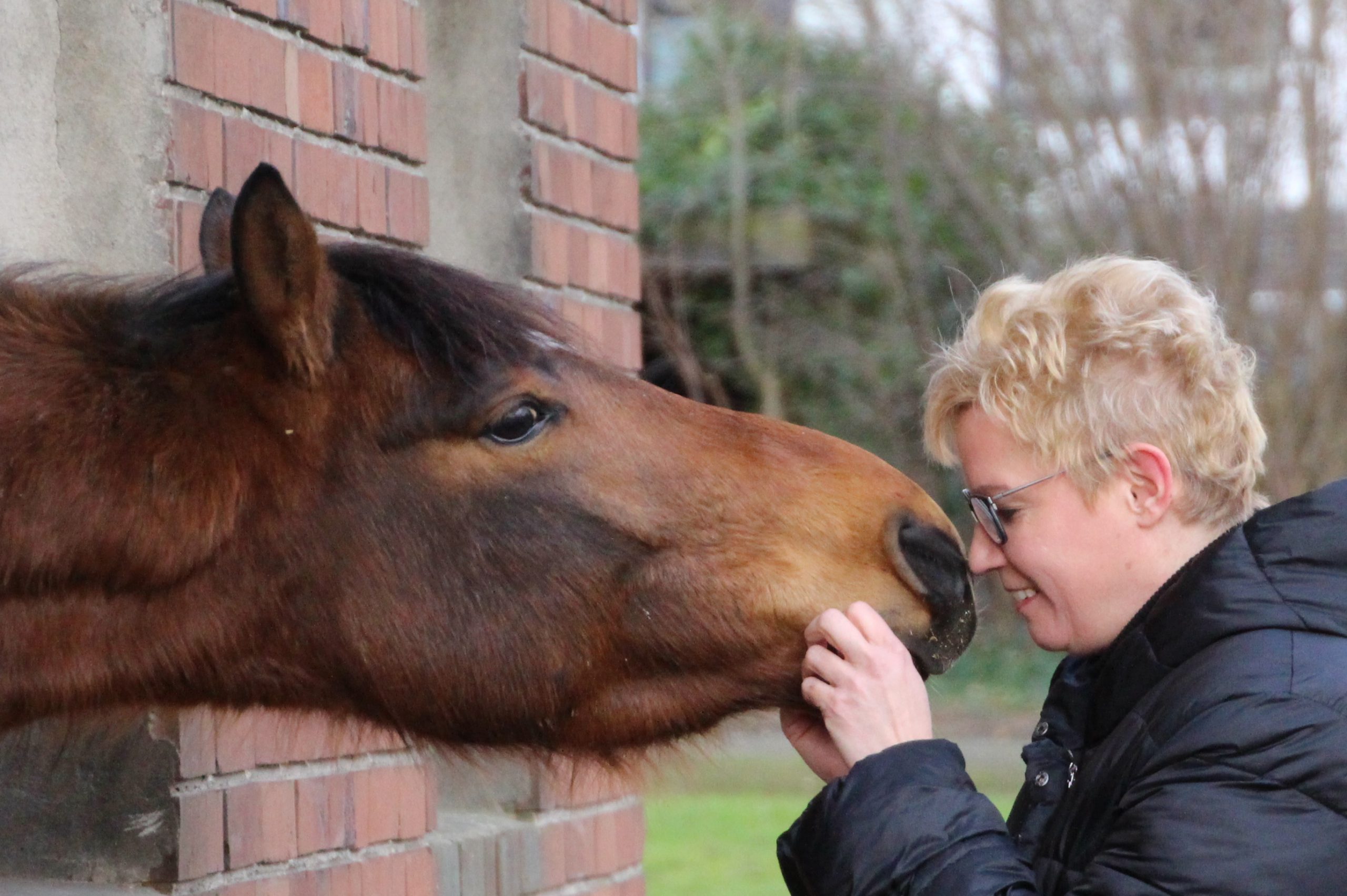 Tierkommunikation mit einem Pferd Tierkommunikation: Nicole im Kontakt mit einem Pferd
