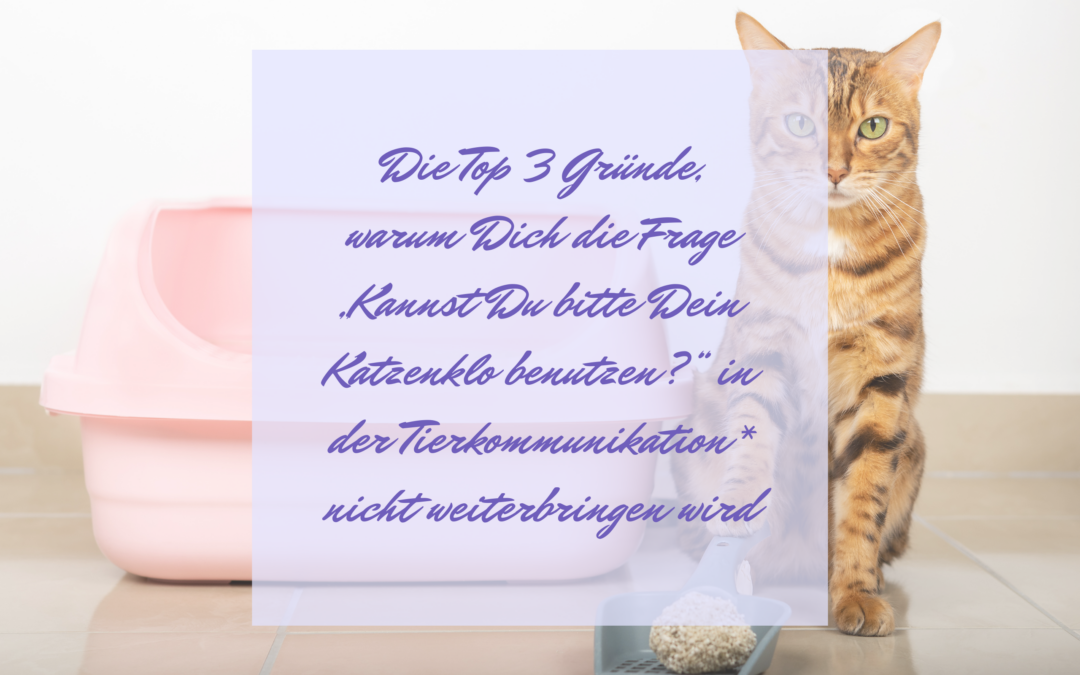 Die Top 3 Gründe, warum Dich die Frage „Kannst Du bitte Dein Katzenklo benutzen?“ in der Tierkommunikation* nicht weiterbringen wird