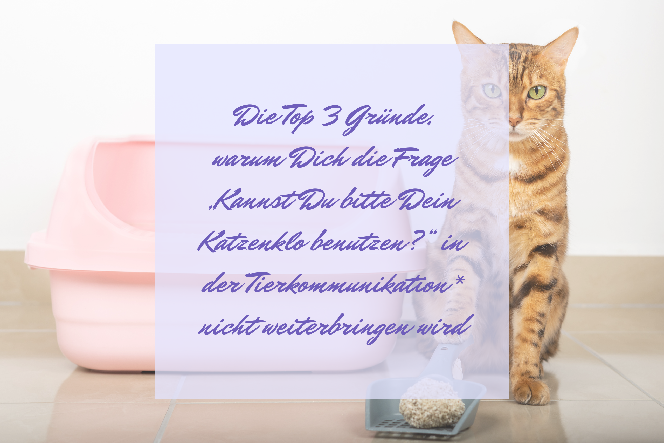 Die Top 3 Gründe, warum Dich die Frage „Kannst Du bitte Dein Katzenklo benutzen?“ in der Tierkommunikation* nicht weiterbringen wird