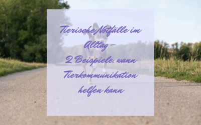 Tierische Notfälle im Alltag – 2 Beispiele, wann Tierkommunikation helfen kann