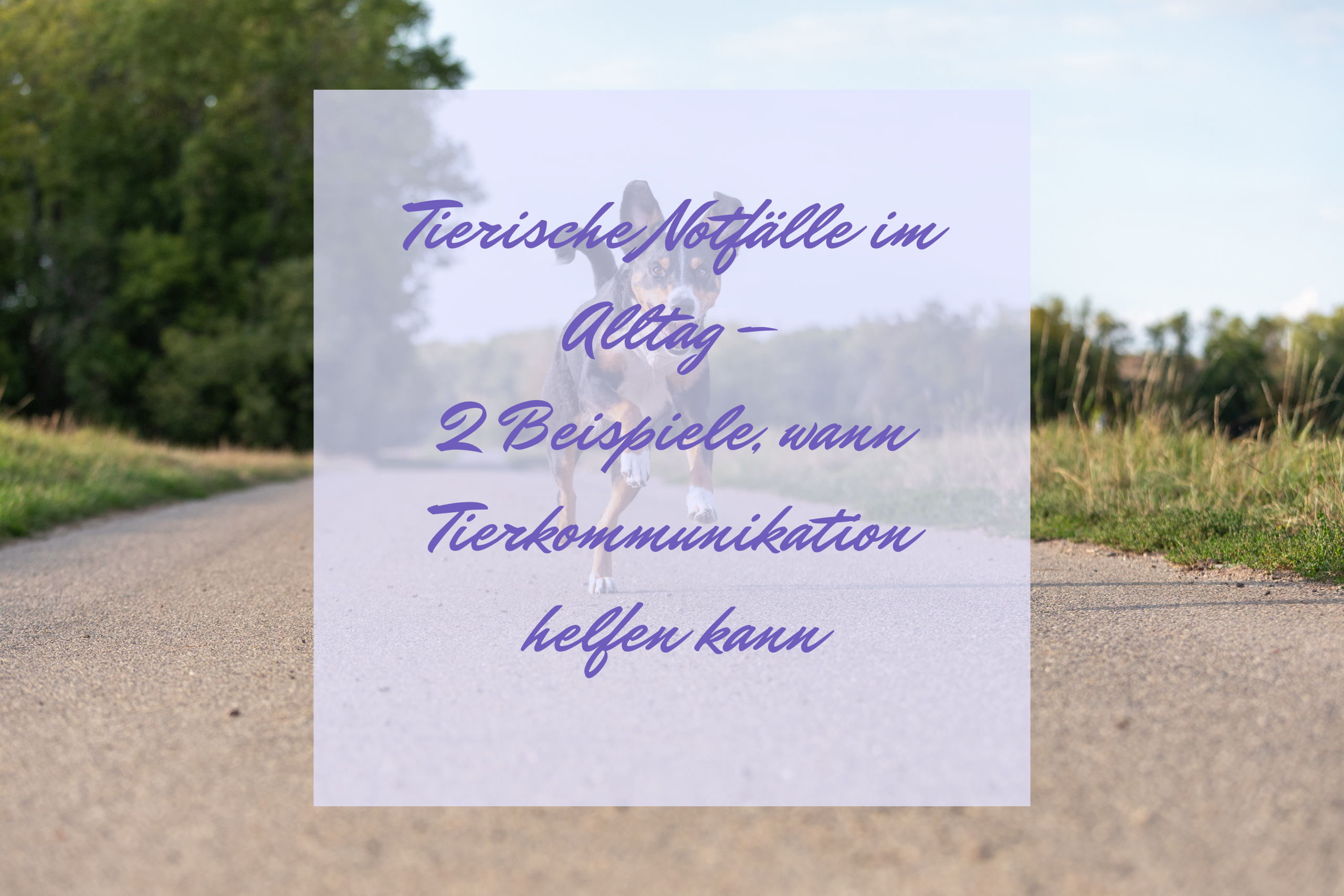 Tierische Notfälle im Alltag – 2 Beispiele, wann Tierkommunikation helfen kann Tierische Notfälle im Alltag – 2 Beispiele, wann Tierkommunikation helfen kann