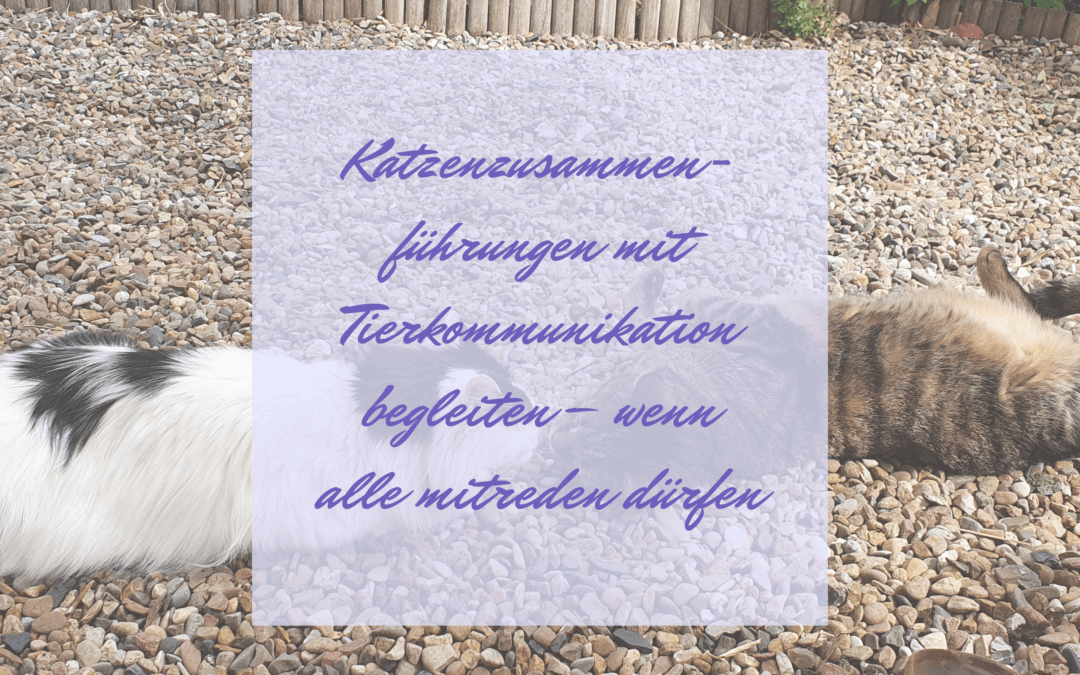 Katzenzusammenführungen mit Tierkommunikation begleiten – wenn alle mitreden dürfen