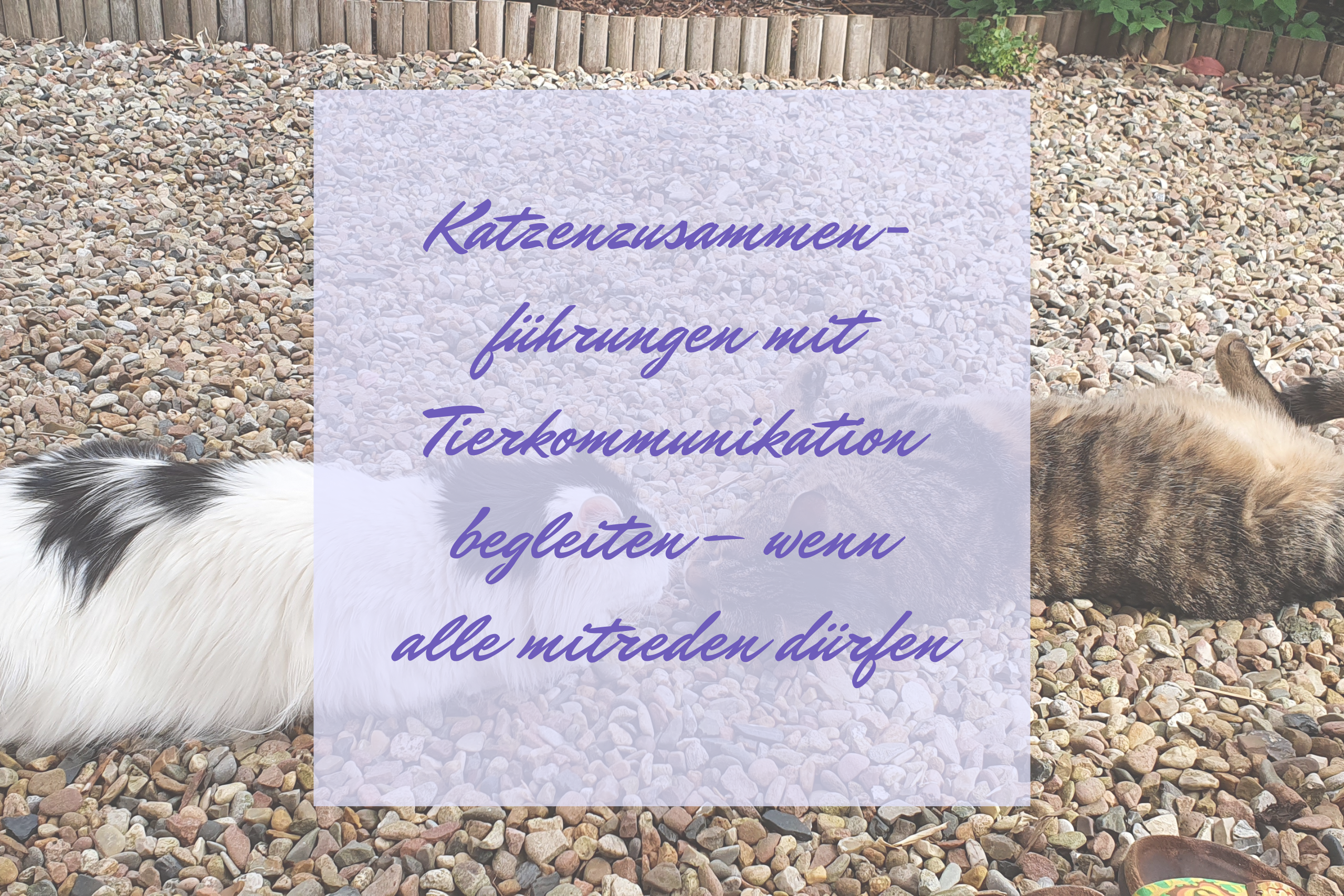 Katzenzusammenführungen mit Tierkommunikation begleiten – wenn alle mitreden dürfen