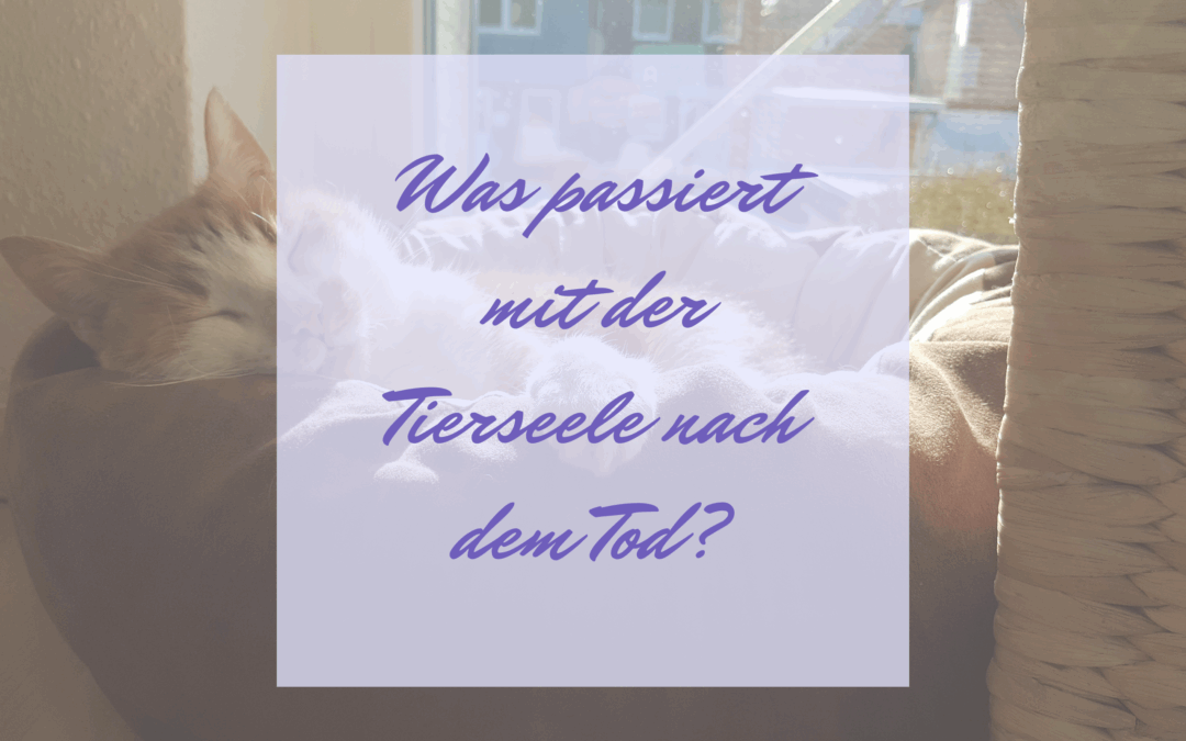 Was passiert mit der Tierseele nach dem Tod?