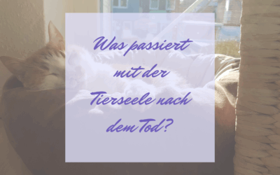 Was passiert mit der Tierseele nach dem Tod?