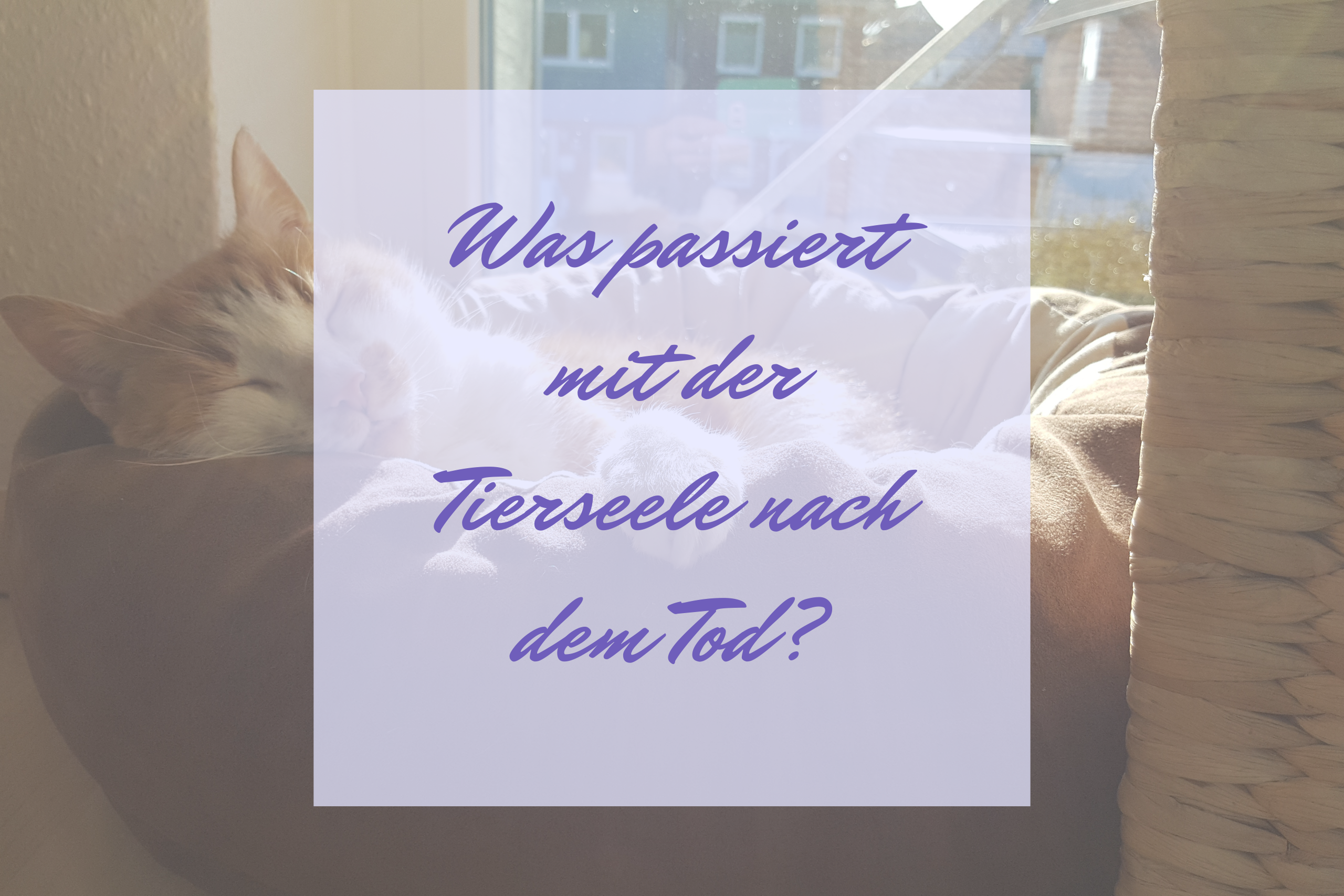Was passiert mit der Tierseele nach dem Tod?