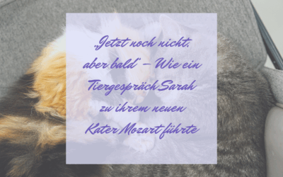 „Jetzt noch nicht, aber bald“ – Wie ein Tiergespräch Sarah zu ihrem neuen Kater Mozart führte