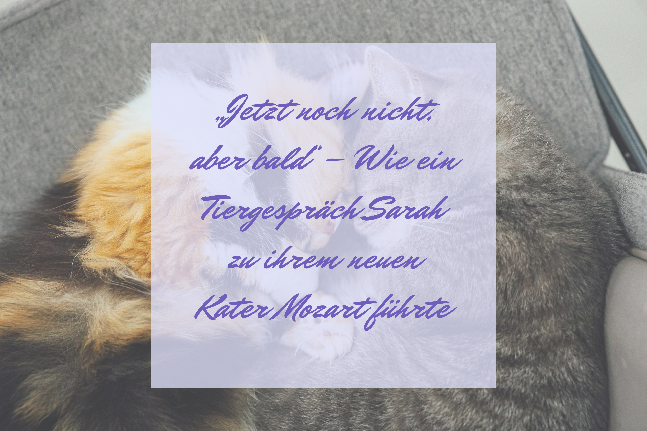 Jetzt noch nicht Tiergespräch