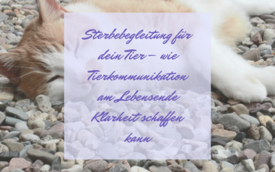 Sterbebegleitung für dein Tier – wie Tierkommunikation am Lebensende Klarheit schaffen kann