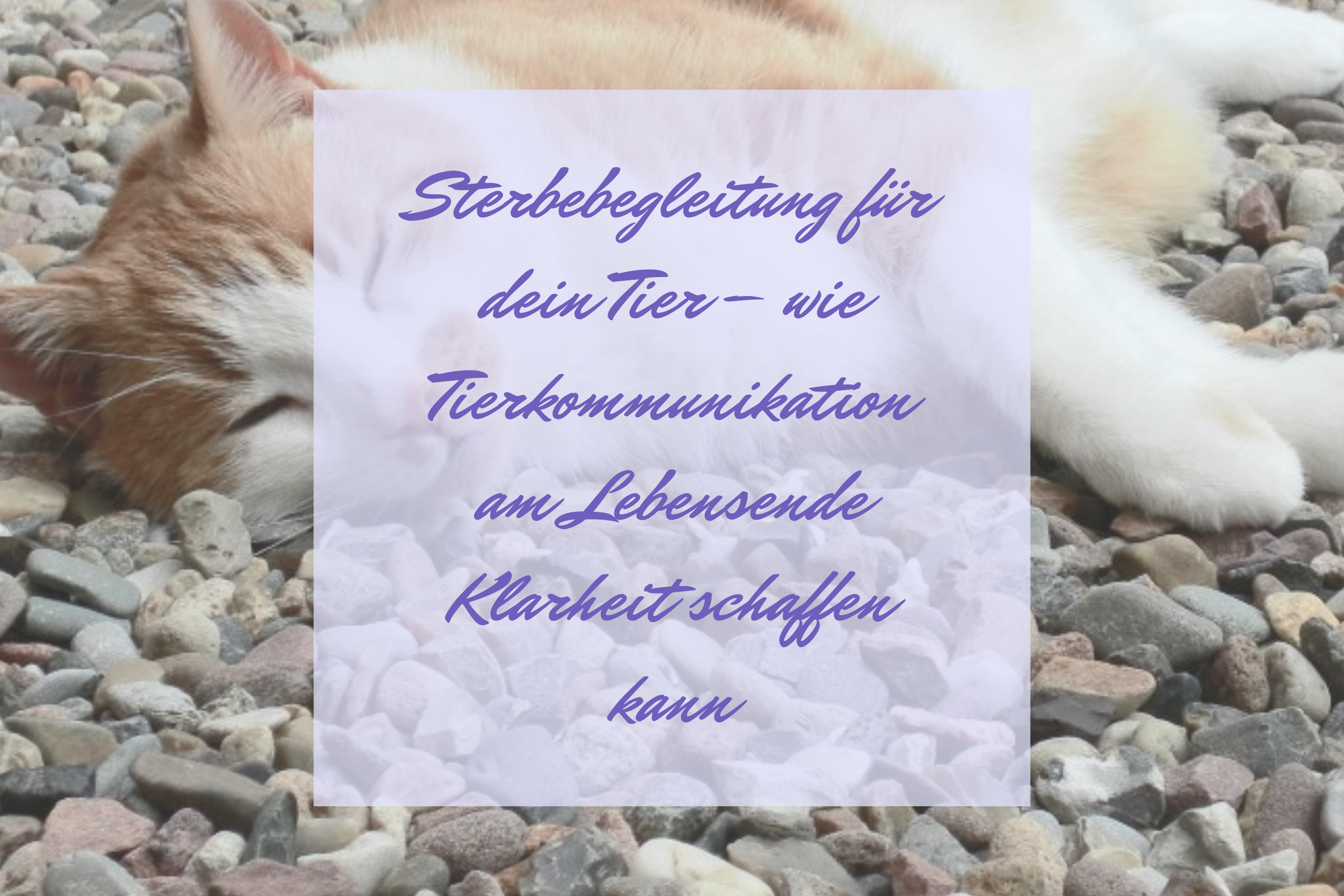 Sterbebegleitung für dein Tier – wie Tierkommunikation am Lebensende Klarheit schaffen kann