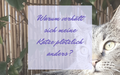 Warum verhält sich meine Katze plötzlich anders?