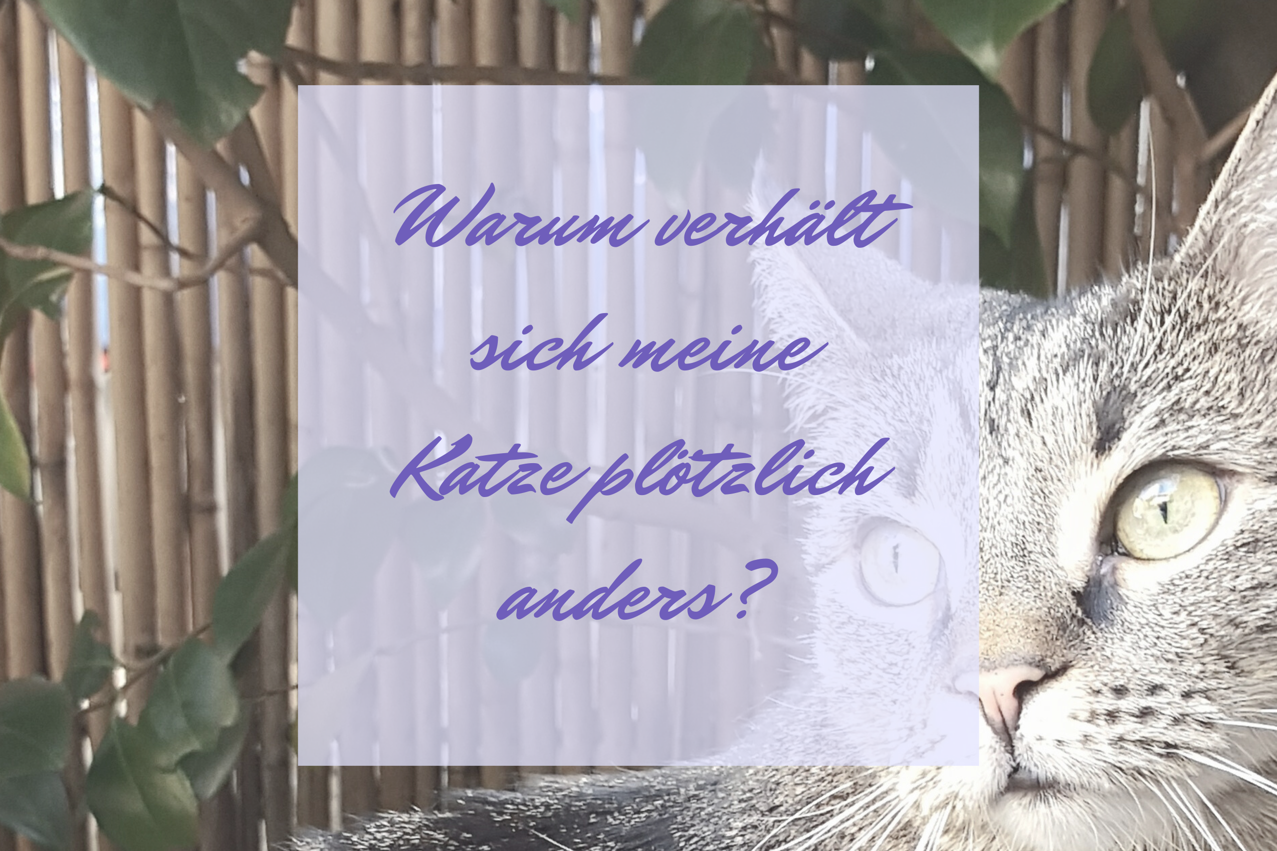 Warum verhält sich meine Katze plötzlich anders?