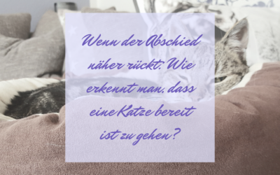 Wenn der Abschied näher rückt: Wie erkennt man, dass eine Katze bereit ist zu gehen?