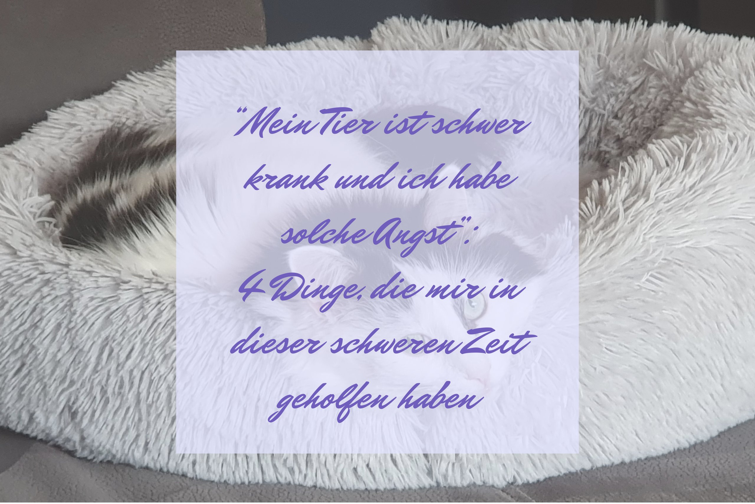 Mein Tier ist schwer krank und ich habe solche Angst: 4 Dinge, die mir in dieser schweren Zeit geholfen haben