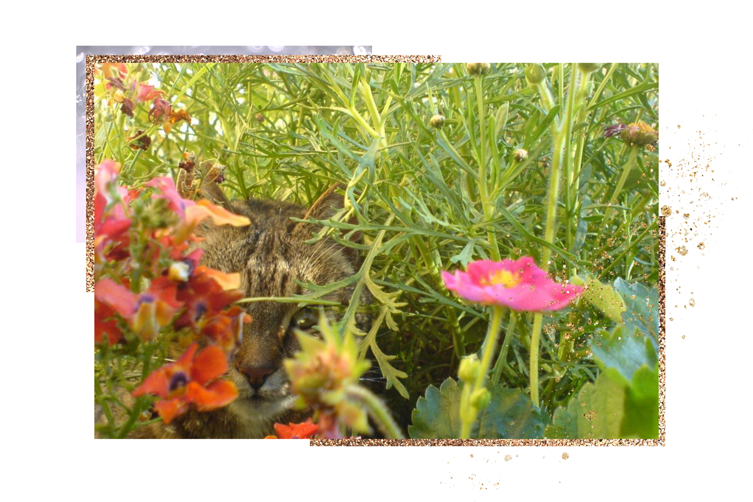 Tierkommunikation bei vermissten Katzen Tierkommunikation bei vermissten Katzen
